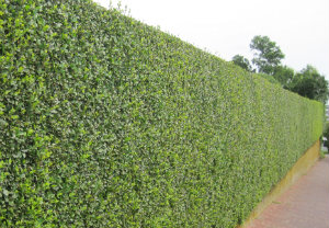 hedge-cutting-maintenance-bermondsey