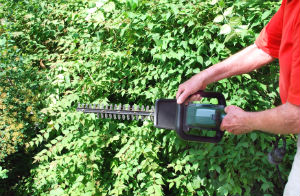 hedge-trimming-bermondsey